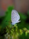 ÃÂ the pale grass blue, is a small butterfly found in South Asia that belongs to the lycaenids or blues family in indian village